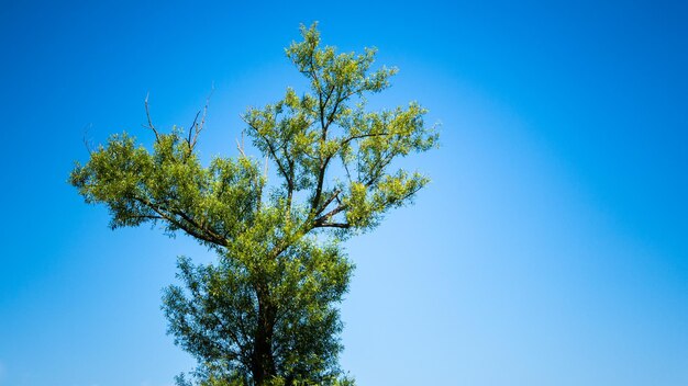 Low angle view of tree against clear blue sky