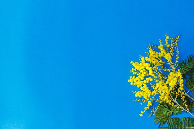 Low angle view of tree against clear blue sky