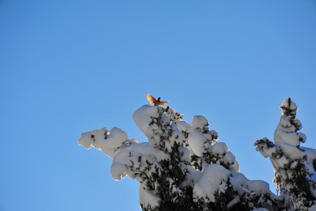 Low angle view of tree against clear blue sky