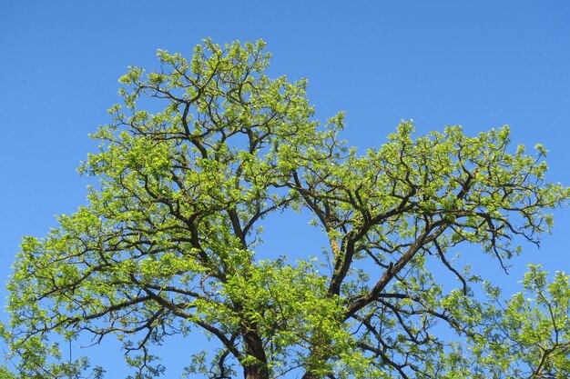 Foto vista ad angolo basso dell'albero contro un cielo blu limpido