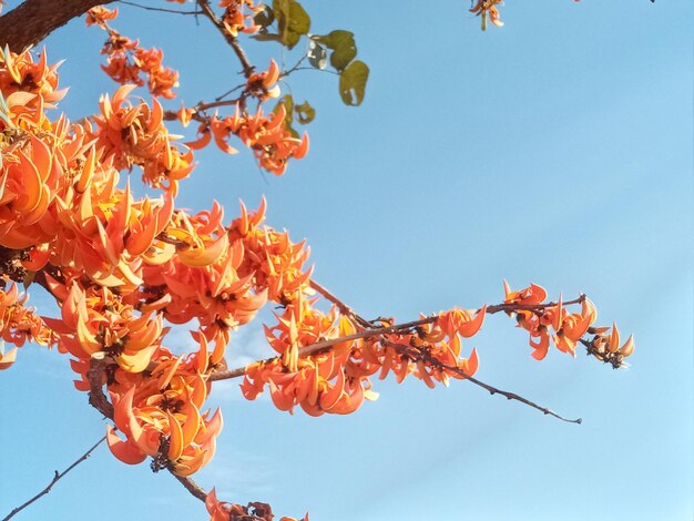 Low angle view of tree against clear blue sky