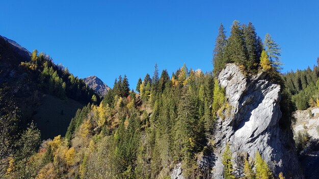 Low angle view of tree against clear blue sky