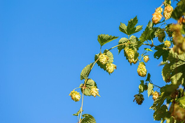 Low angle view of tree against clear blue sky