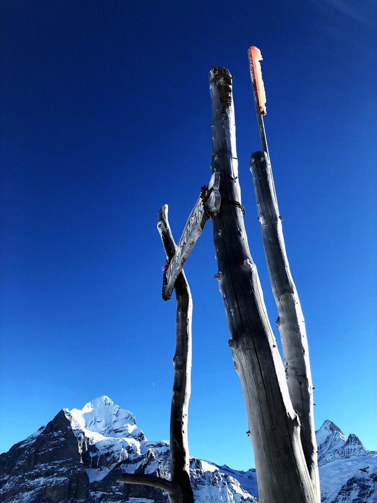 Photo low angle view of tree against clear blue sky