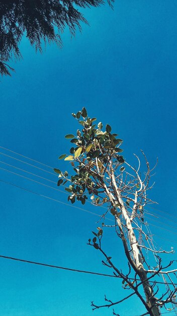 Low angle view of tree against clear blue sky