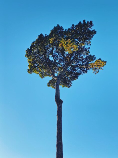 Foto vista ad angolo basso dell'albero contro un cielo blu limpido