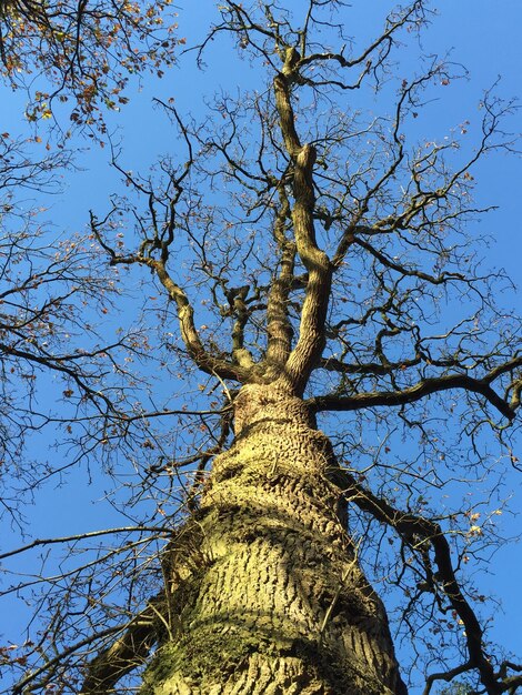 Foto vista ad angolo basso dell'albero contro un cielo blu limpido