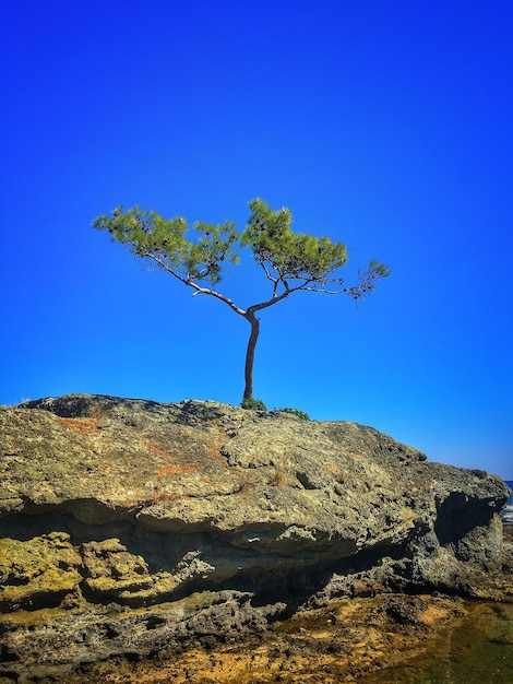 Low angle view of tree against clear blue sky