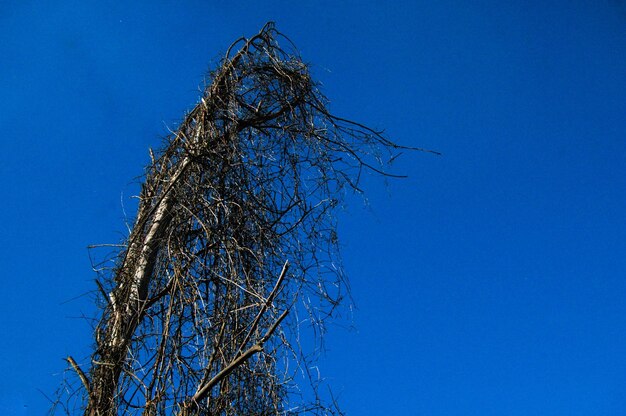 Low angle view of tree against clear blue sky