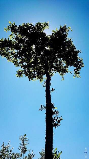 Low angle view of tree against clear blue sky