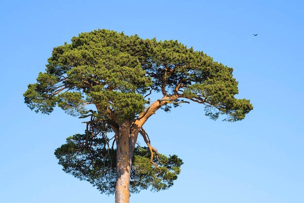 Low angle view of tree against clear blue sky