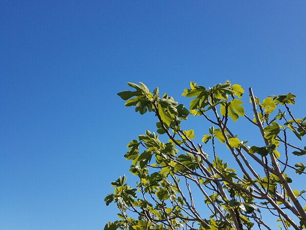 Low angle view of tree against clear blue sky