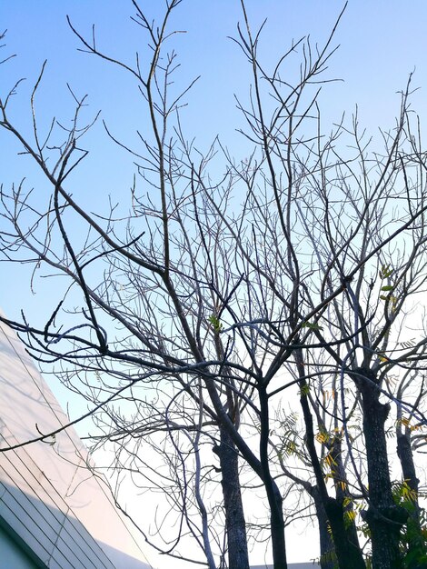 Low angle view of tree against clear sky