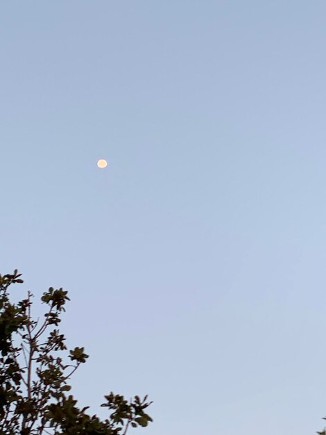 Low angle view of tree against clear sky