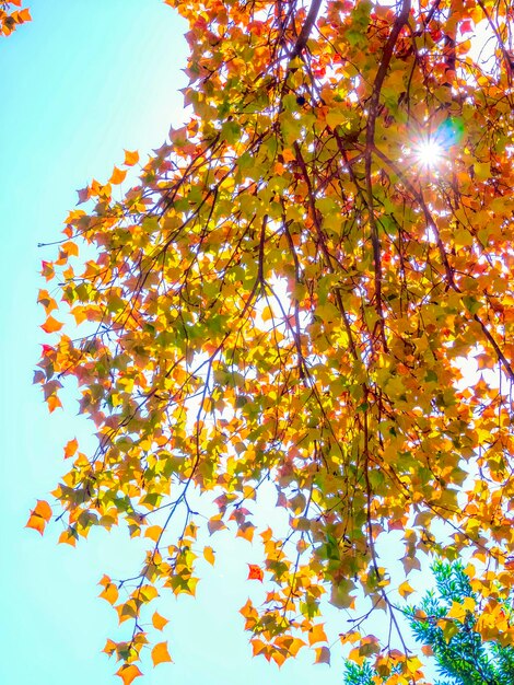 Low angle view of tree against clear sky