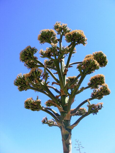 Photo low angle view of tree against clear sky