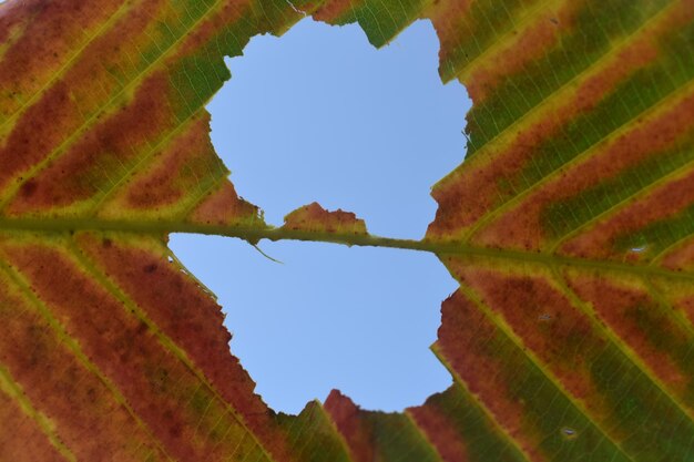 Low angle view of tree against clear sky