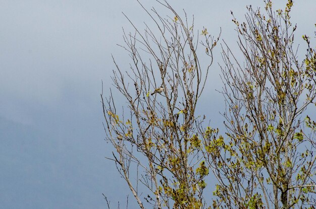 Low angle view of tree against clear sky