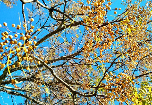 Low angle view of tree against clear sky