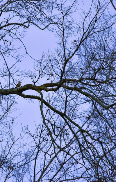 Low angle view of tree against clear sky