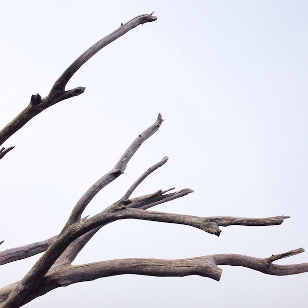 Foto vista ad angolo basso dell'albero contro un cielo limpido