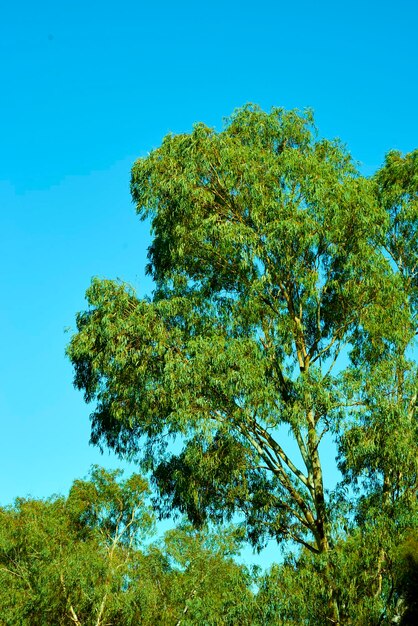 Low angle view of tree against clear sky