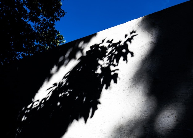 Photo low angle view of tree against clear sky