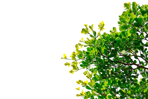 Foto vista ad angolo basso dell'albero contro un cielo limpido