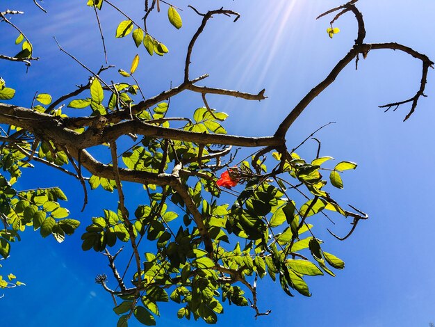 Low angle view of tree against clear sky