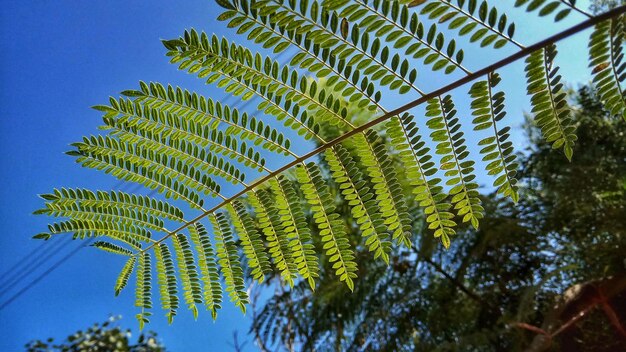 Low angle view of tree against clear sky