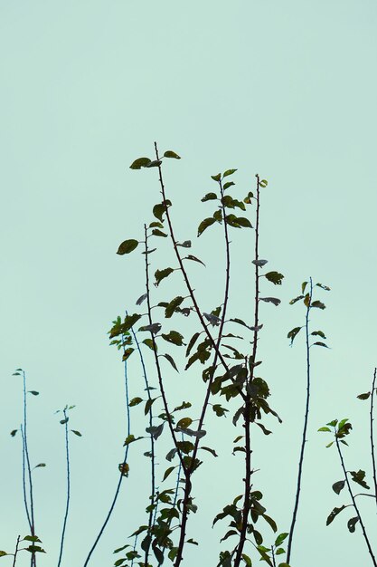 Low angle view of tree against clear sky