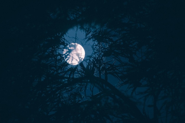 Foto vista ad angolo basso dell'albero contro la luna di notte