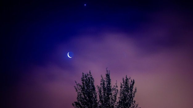 Photo low angle view of tree against moon at night