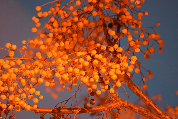 Low angle view of tree against orange sky