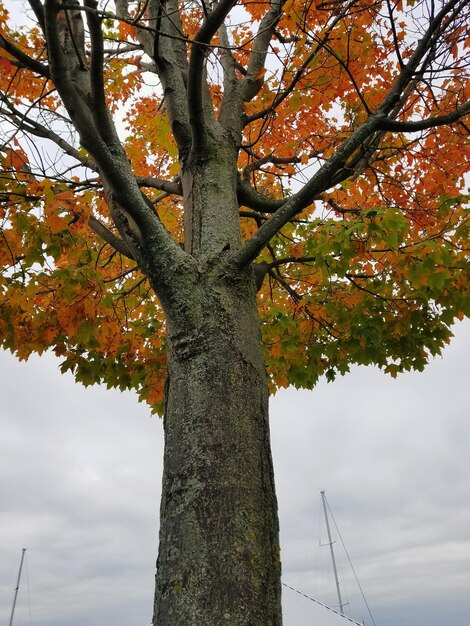 가을 에 하늘 을 배경 으로 한 나무 의 낮은 각도 의 모습
