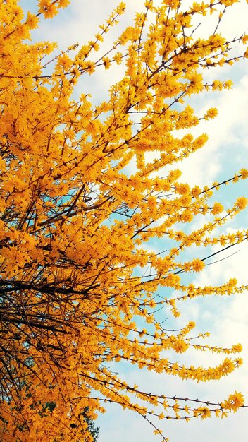 Low angle view of tree against sky during autumn