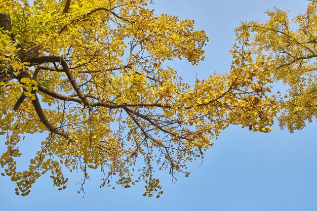 Low angle view of tree against sky during autumn