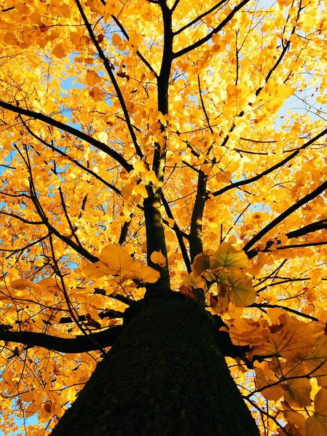 Low angle view of tree against sky during autumn