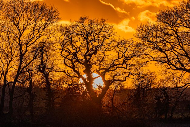 Low angle view of tree against sky during autumn