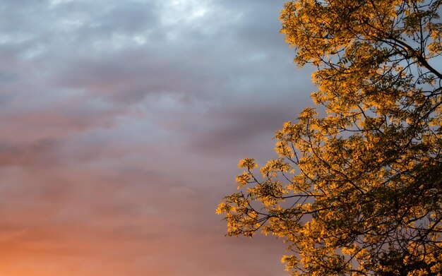 Foto vista ad angolo basso dell'albero contro il cielo durante il tramonto