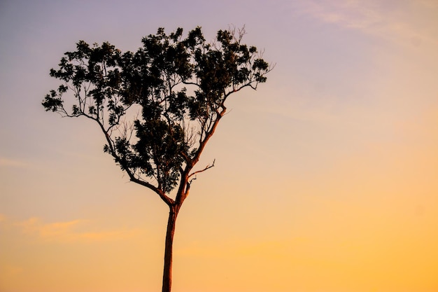 Photo low angle view of tree against sky during sunset