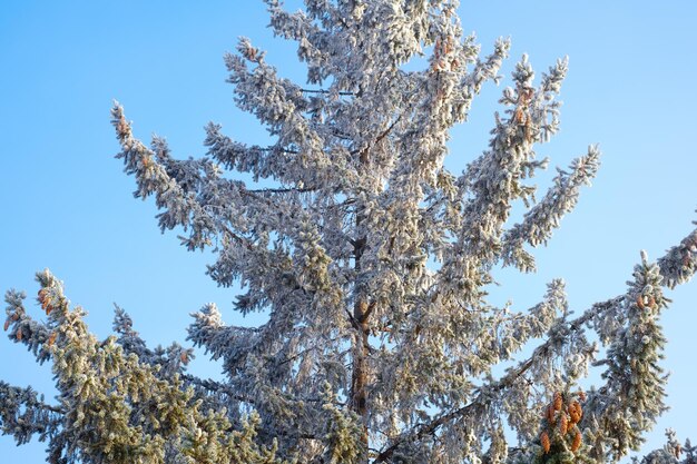 Foto vista ad angolo basso dell'albero contro il cielo durante l'inverno