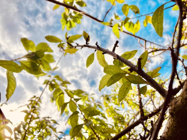 Low angle view of tree against sky