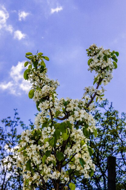 Low angle view of tree against sky