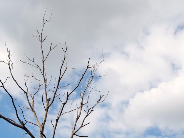 Photo low angle view of tree against sky