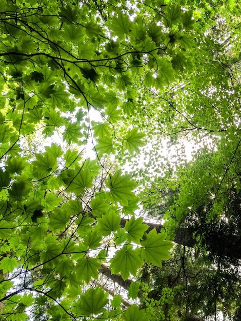 low angle view of tree against sky