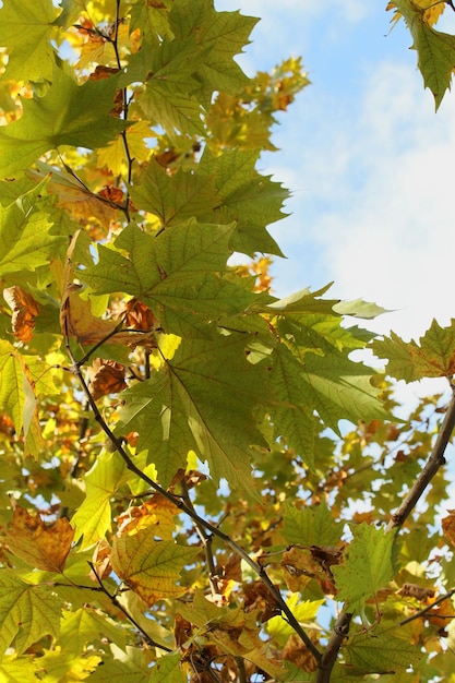 Photo low angle view of tree against sky