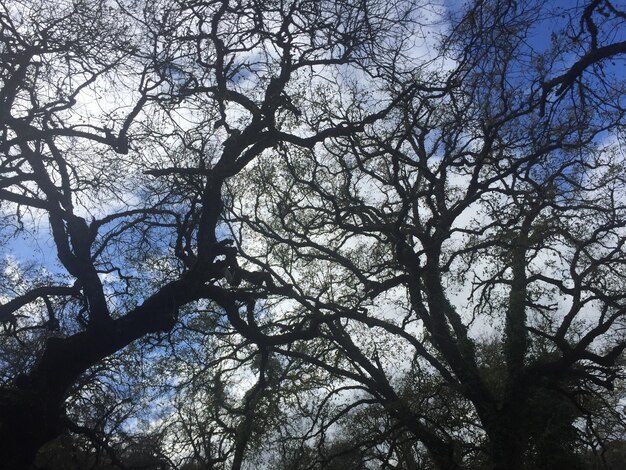 Low angle view of tree against sky