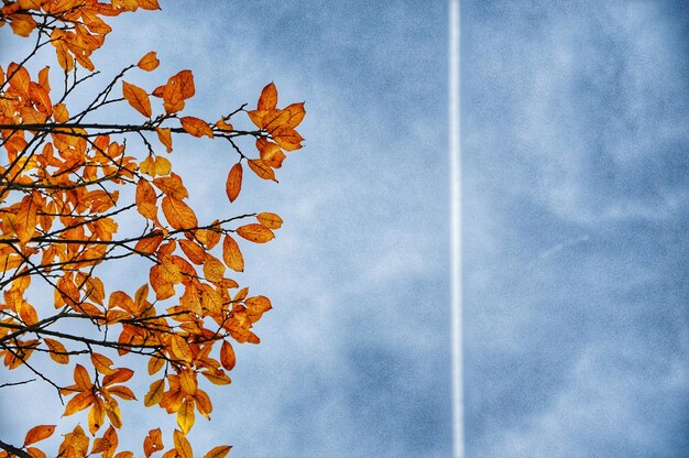 Photo low angle view of tree against sky