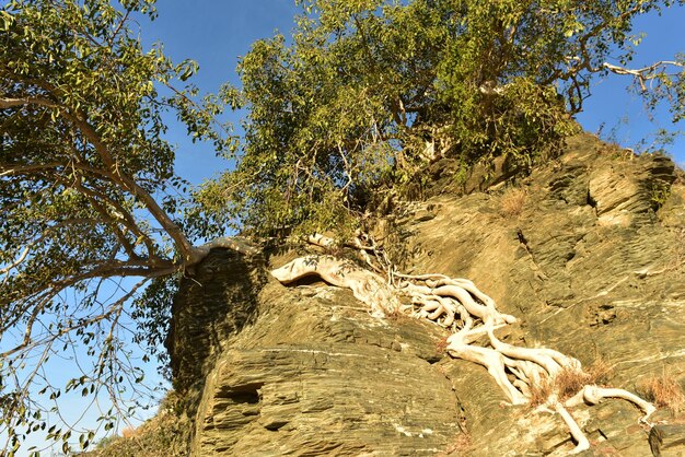 Low angle view of tree against sky